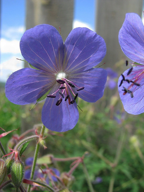 Image of Geranium pratense specimen.