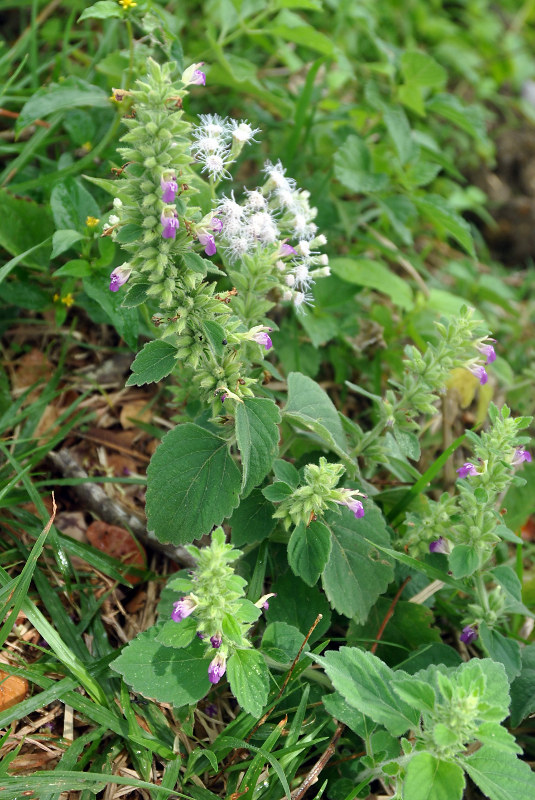 Image of Anisomeles indica specimen.