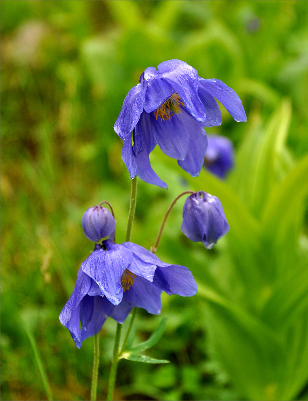 Image of Aquilegia glandulosa specimen.