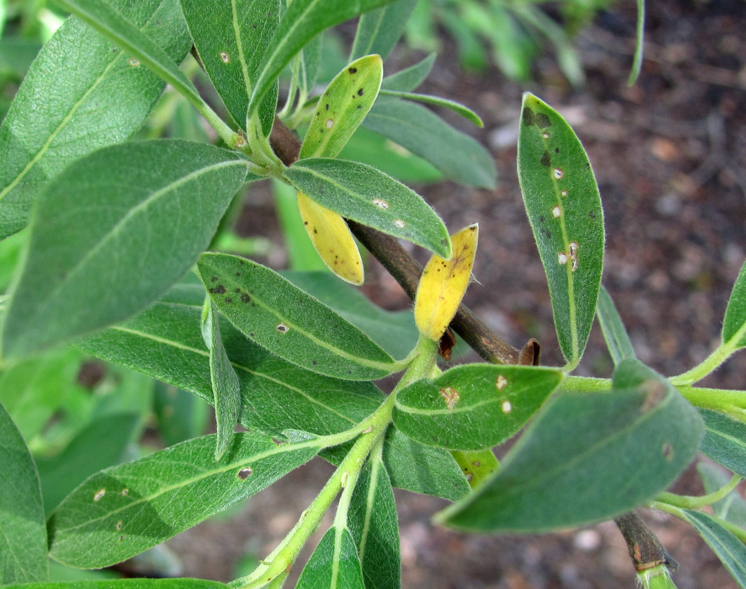 Image of Salix gmelinii specimen.