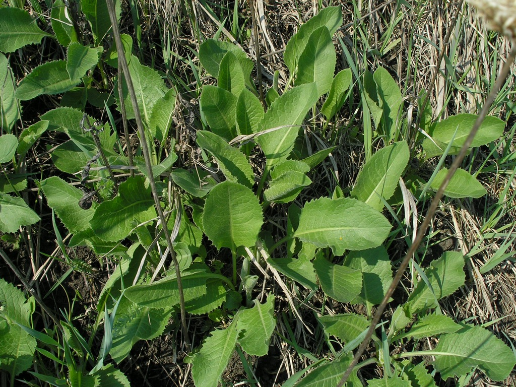 Изображение особи Klasea lycopifolia.