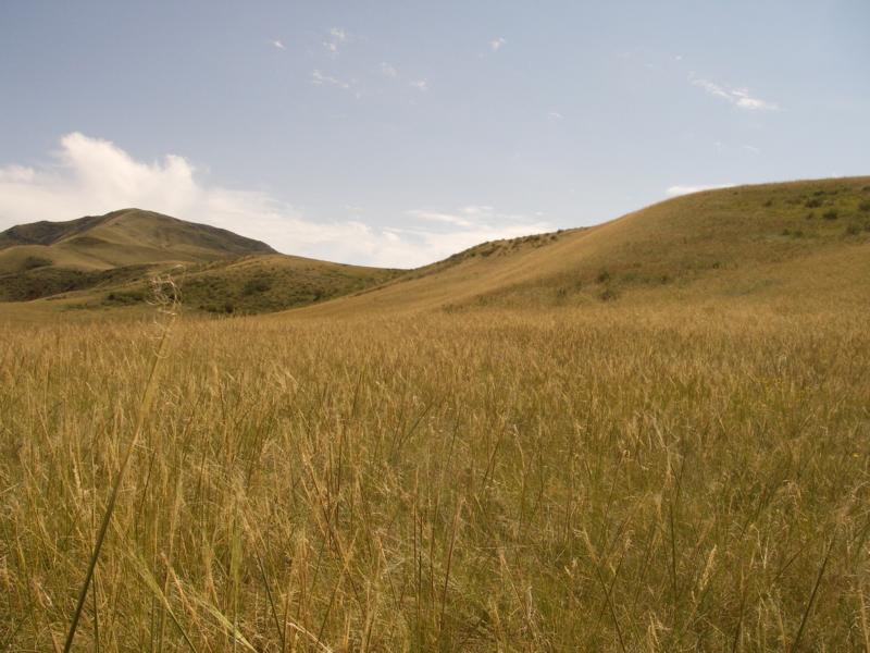 Изображение особи Stipa capillata.