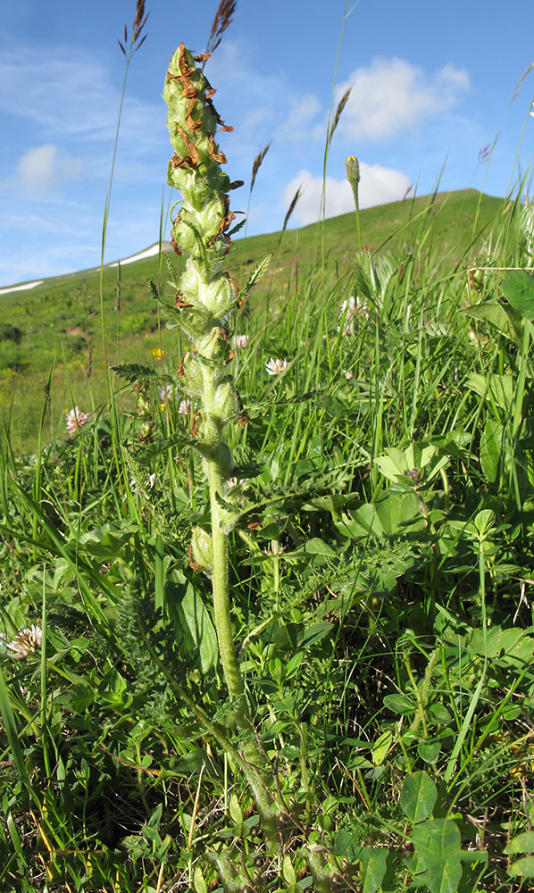 Image of Pedicularis sibthorpii specimen.