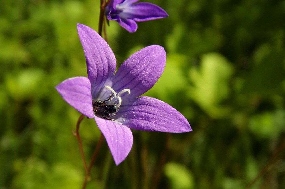 Image of Campanula patula specimen.