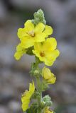 Verbascum songaricum