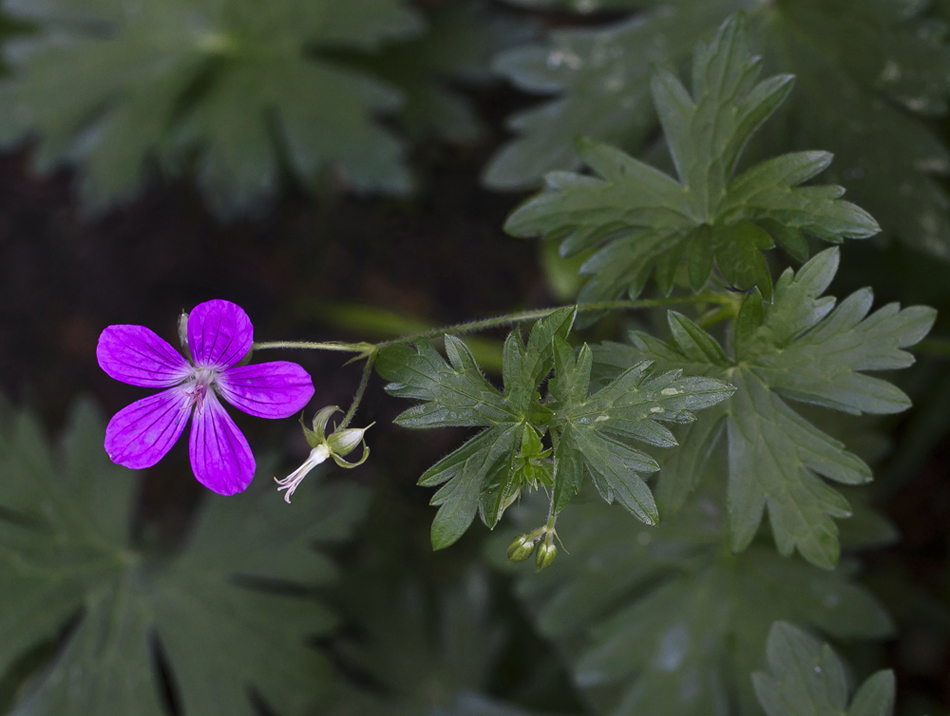 Image of Geranium palustre specimen.