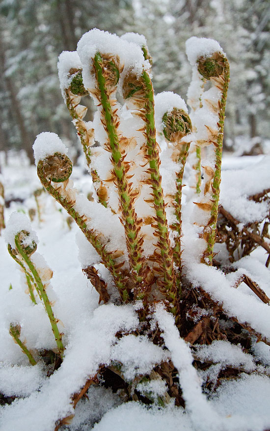 Image of Dryopteris expansa specimen.