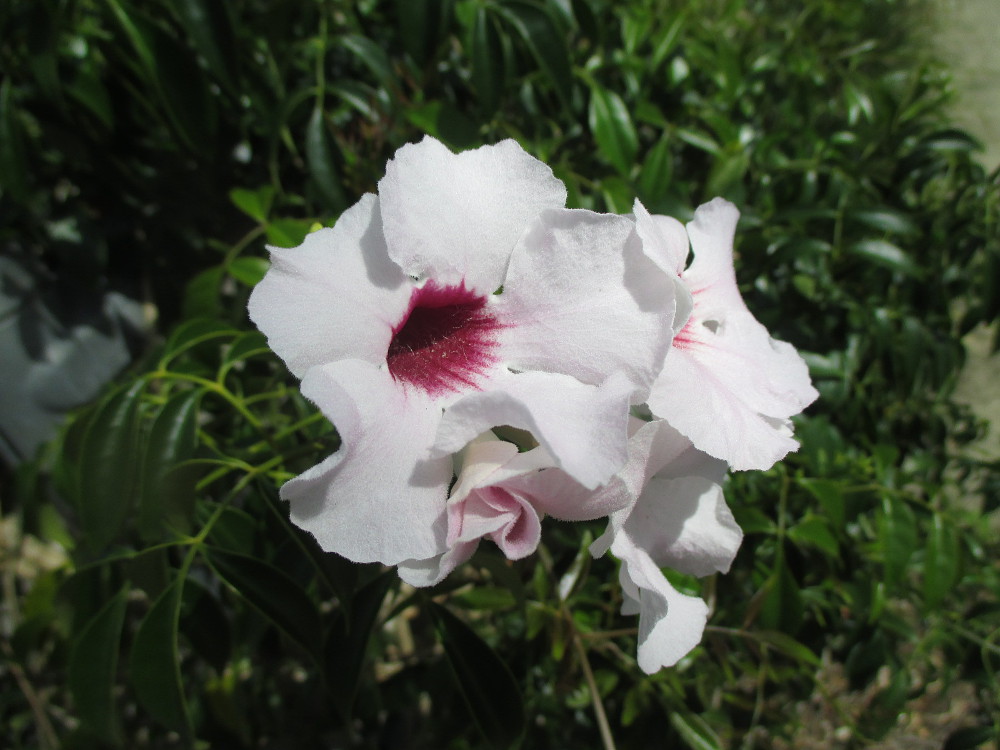 Image of Pandorea jasminoides specimen.