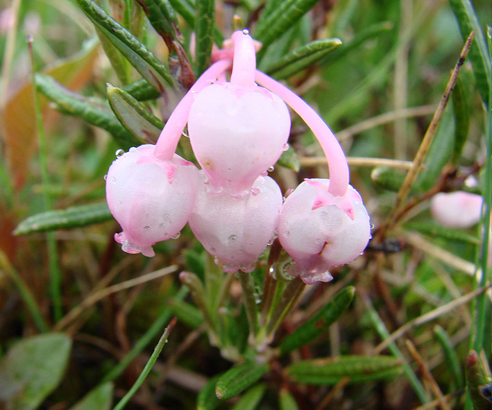 Image of Andromeda polifolia specimen.