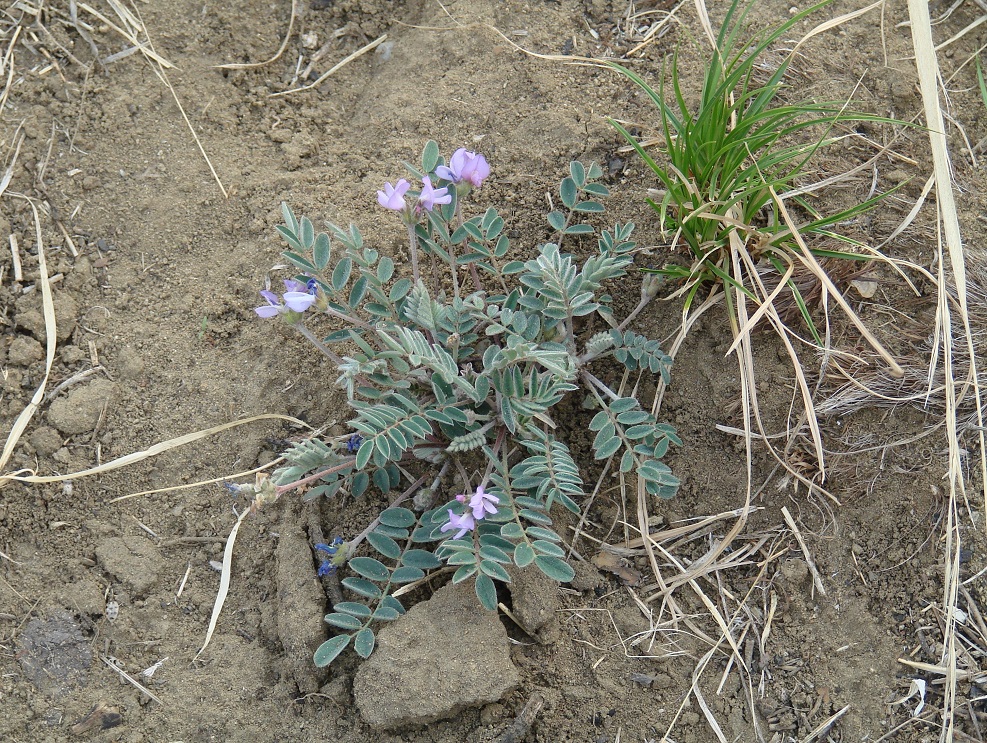 Image of Gueldenstaedtia verna specimen.