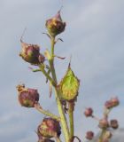 Scrophularia ruprechtii. Верхушка соплодия (один плод разрезан). Адыгея, Кавказский биосферный заповедник, гора Гузерипль, осыпной склон из ожелезнённого слабокарбонатного песчаника с обломками сидерита., ≈ 2150 м н.у.м. 26.07.2015.