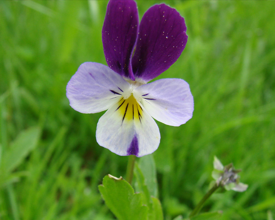 Изображение особи Viola tricolor.