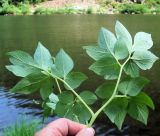 Corydalis gigantea