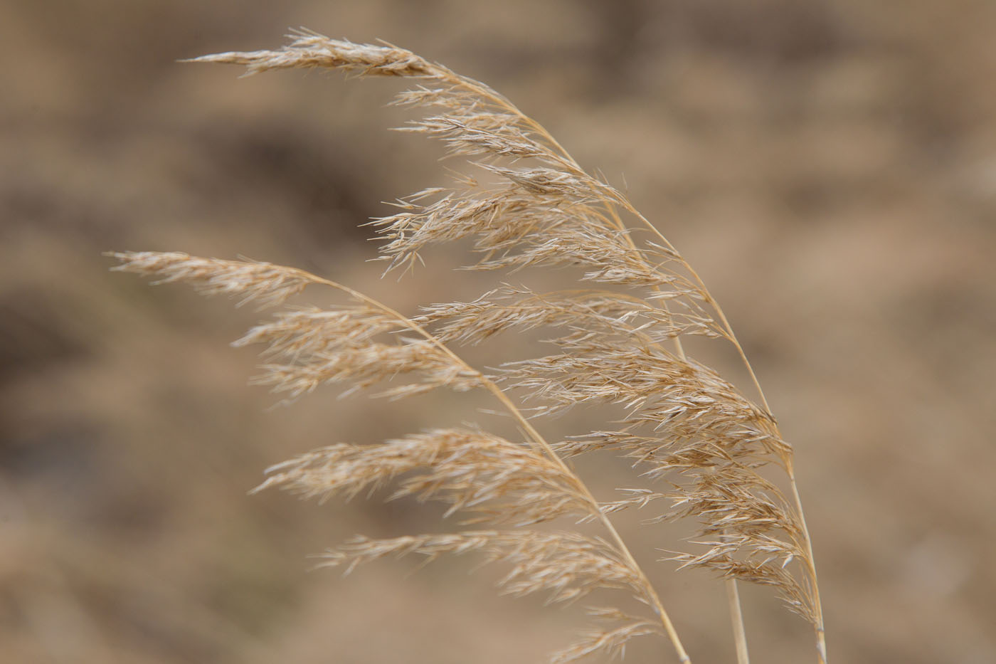 Изображение особи Phragmites australis.