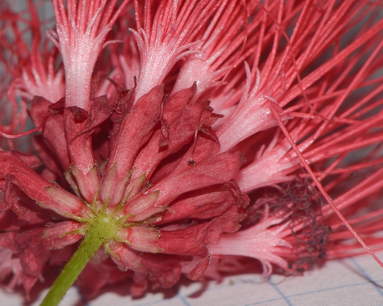 Image of Calliandra tergemina var. emarginata specimen.