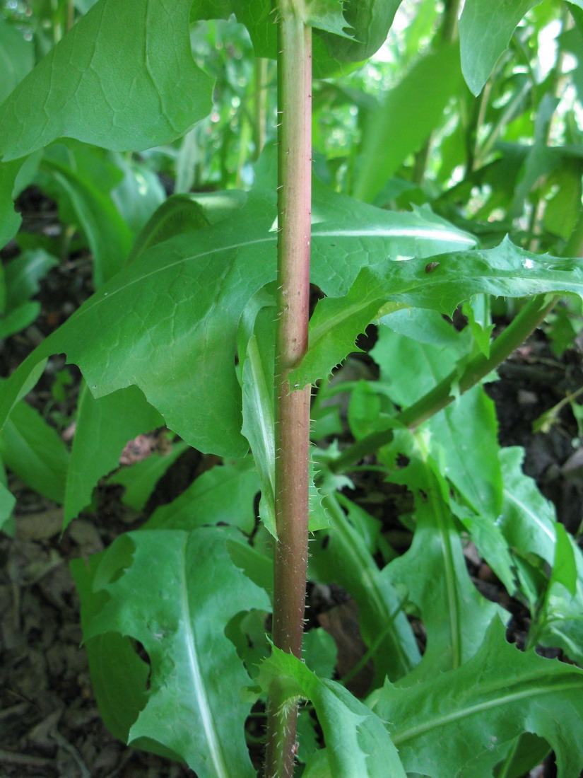 Изображение особи Lactuca serriola.