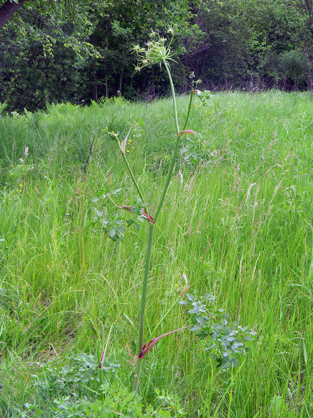 Изображение особи Peucedanum oreoselinum.