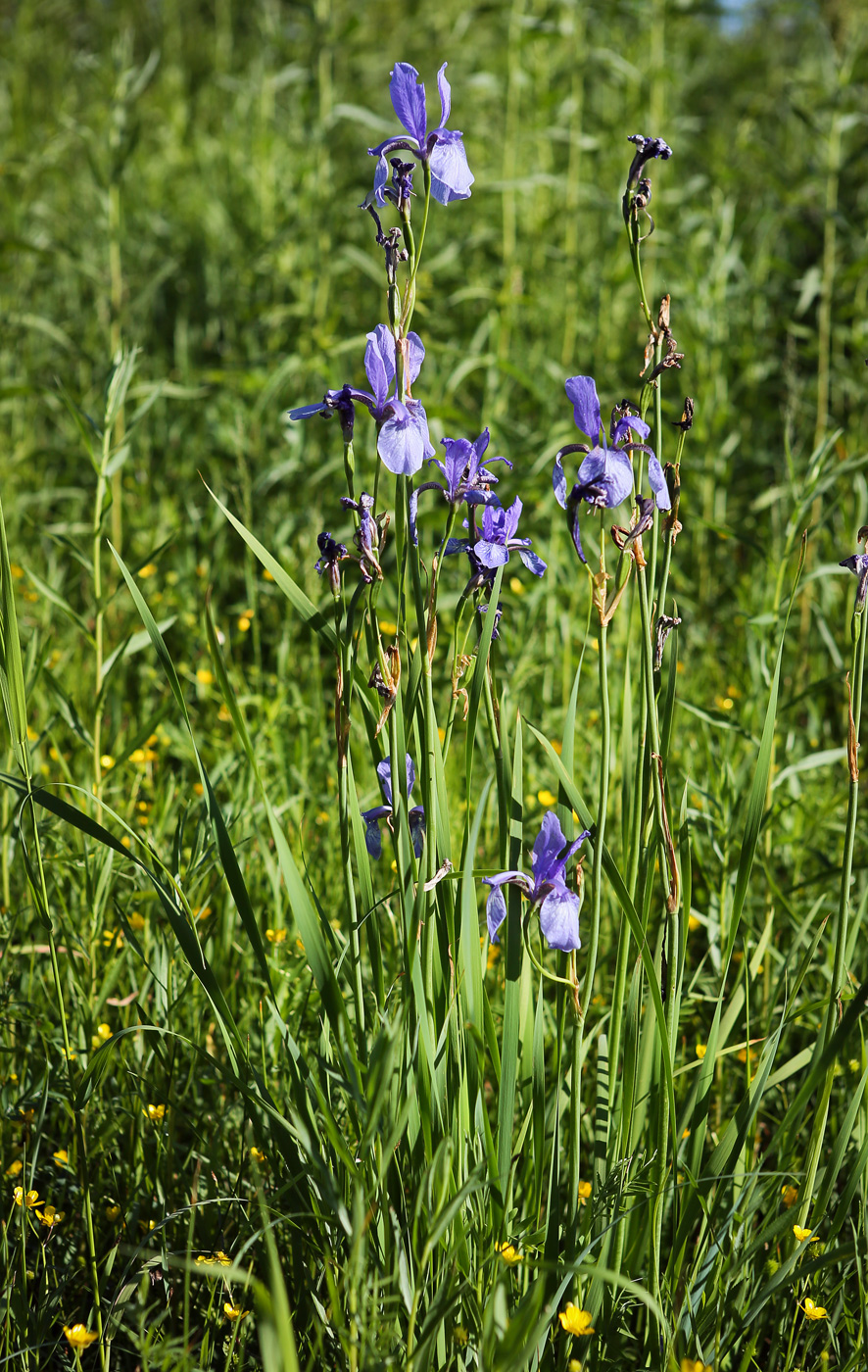 Image of Iris sibirica specimen.