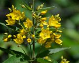 Lysimachia vulgaris. Соцветия. Московская обл., окр. г. Железнодорожный, опушка смешанного леса. 29.06.2016.