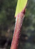 Calamagrostis amurensis