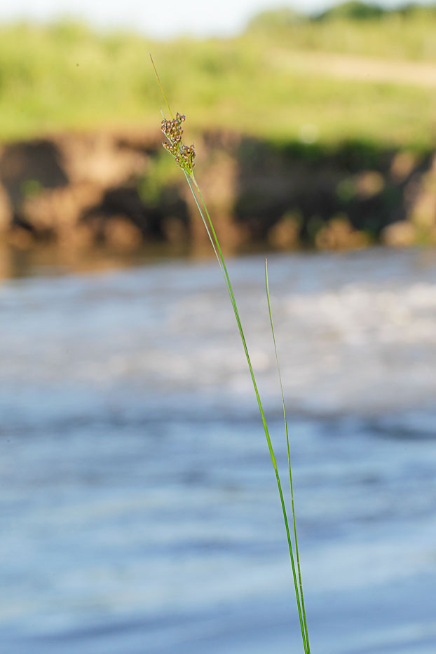 Изображение особи Juncus compressus.