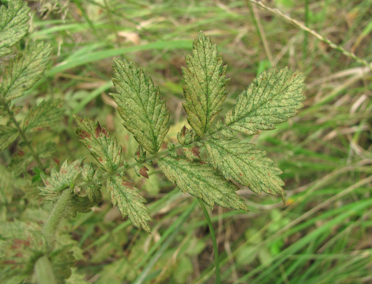 Image of Agrimonia eupatoria specimen.