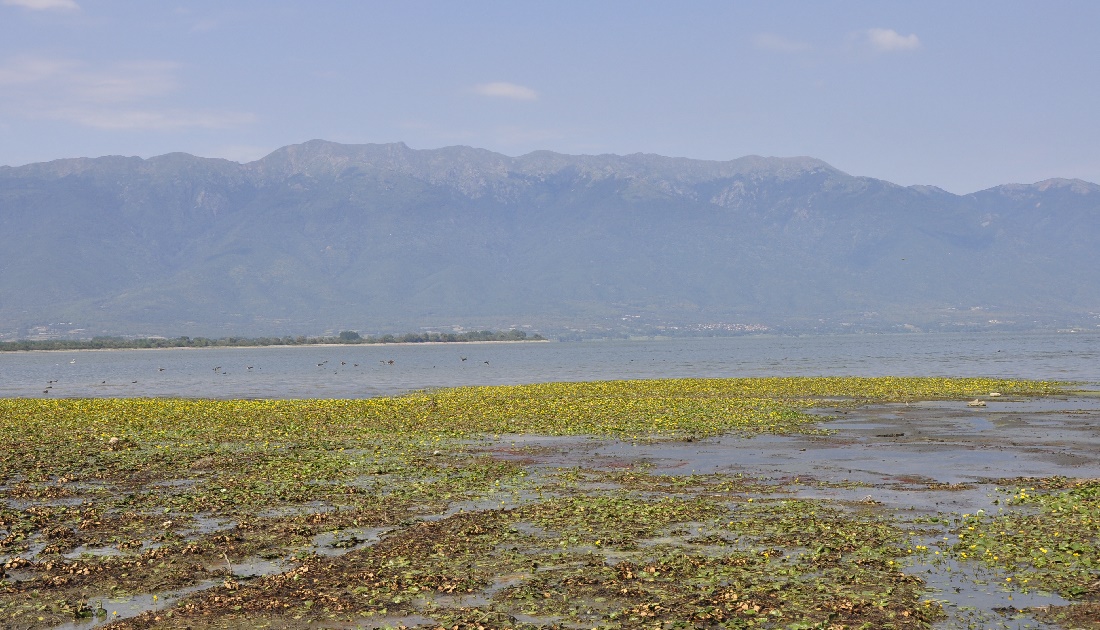 Image of Nymphoides peltata specimen.