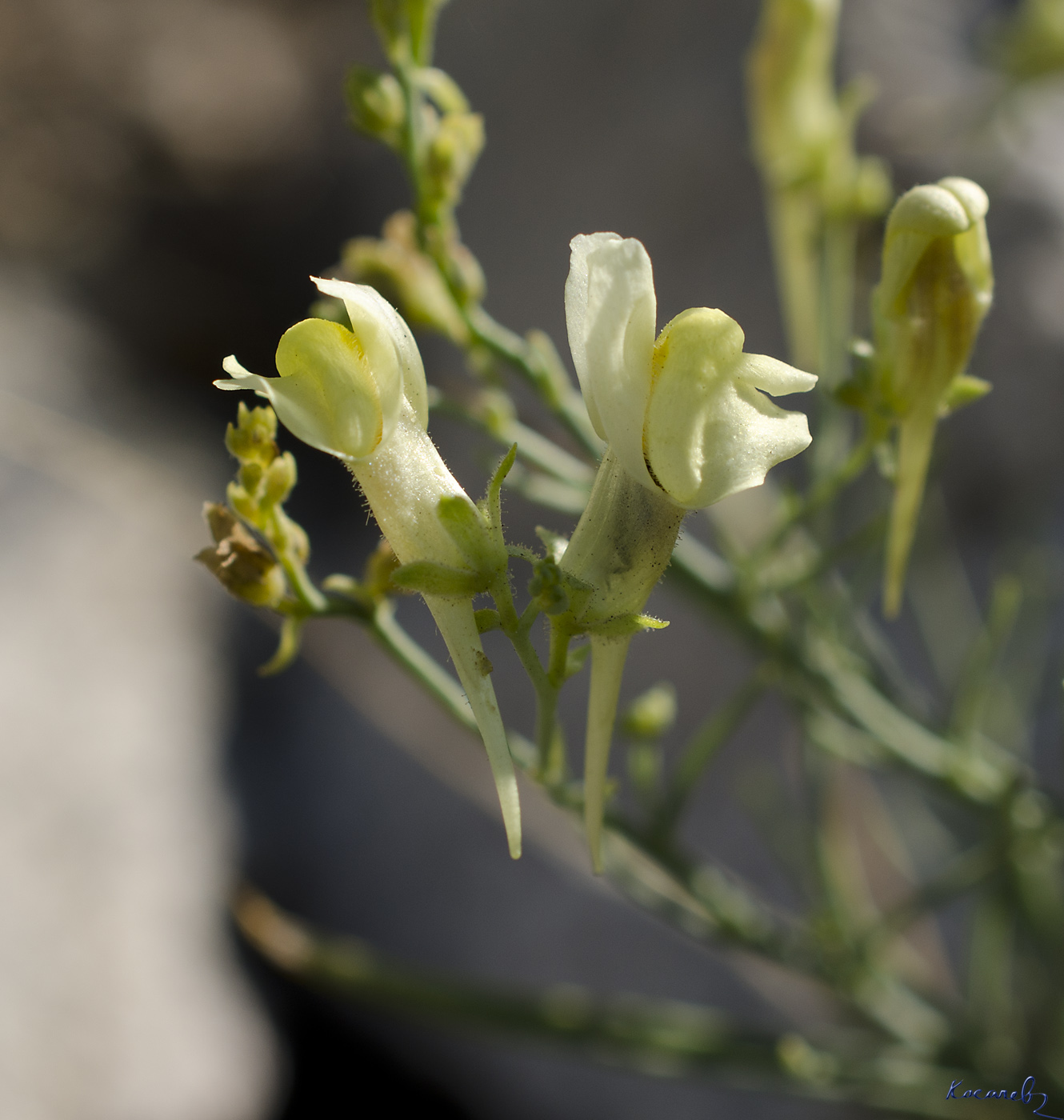 Image of Linaria altaica specimen.