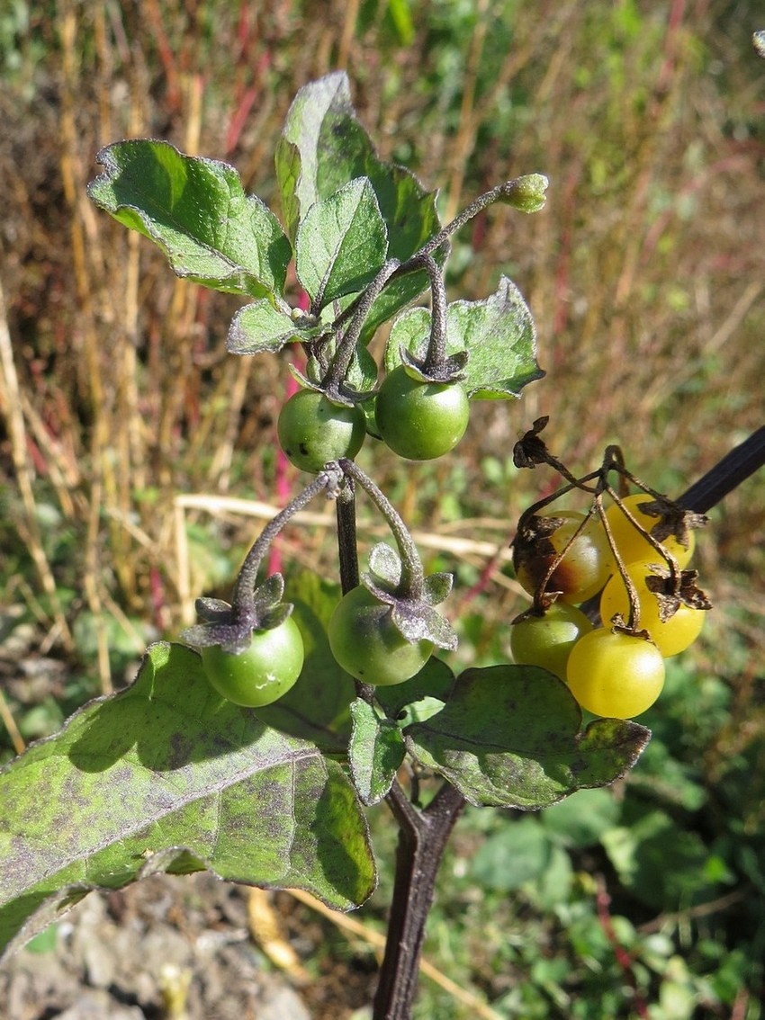 Image of Solanum luteovirescens specimen.