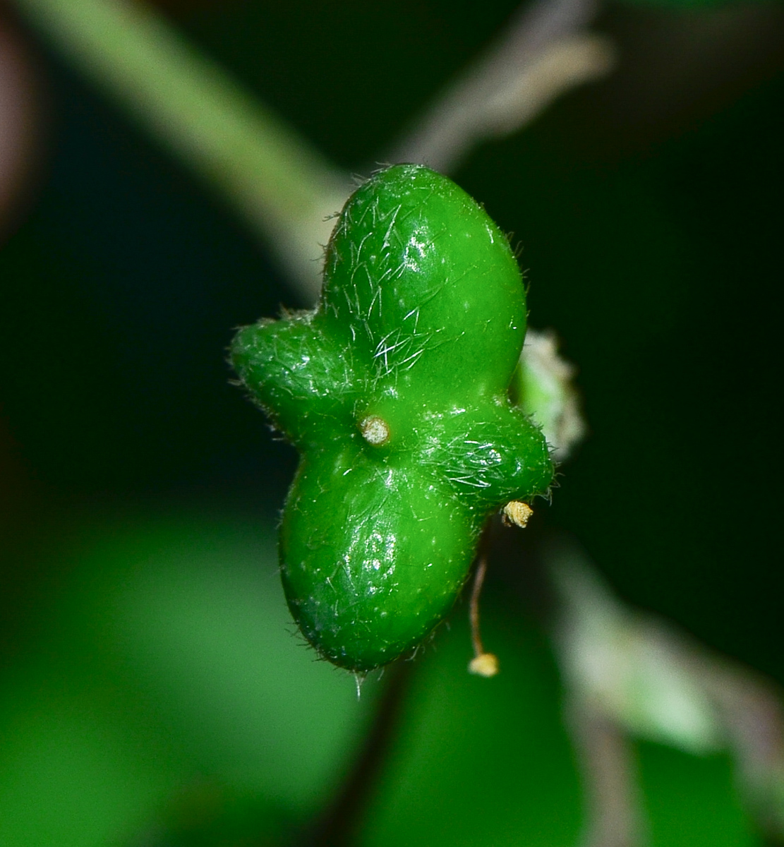 Image of Grewia occidentalis specimen.