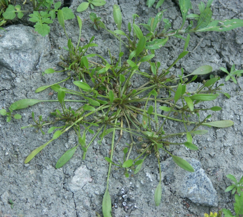 Image of Limosella aquatica specimen.