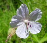 Geranium pratense. Цветок и завязь. Тверская обл., Весьегонский р-н, с. Чистая Дуброва, луг. 29 июня 2016 г.