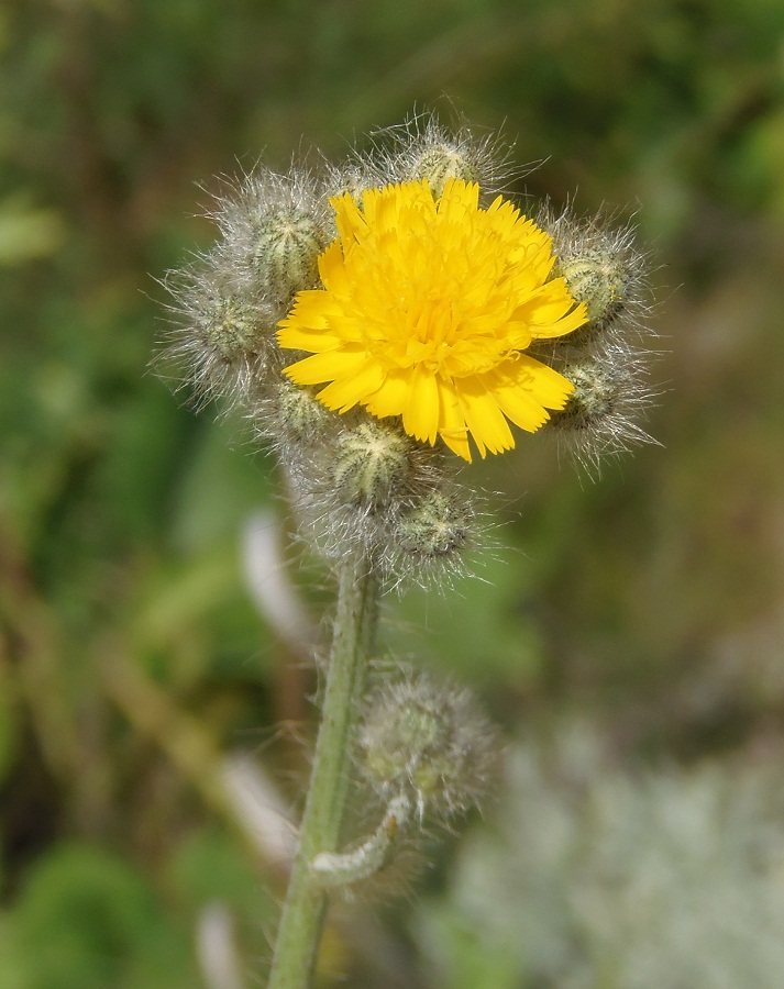 Image of genus Pilosella specimen.