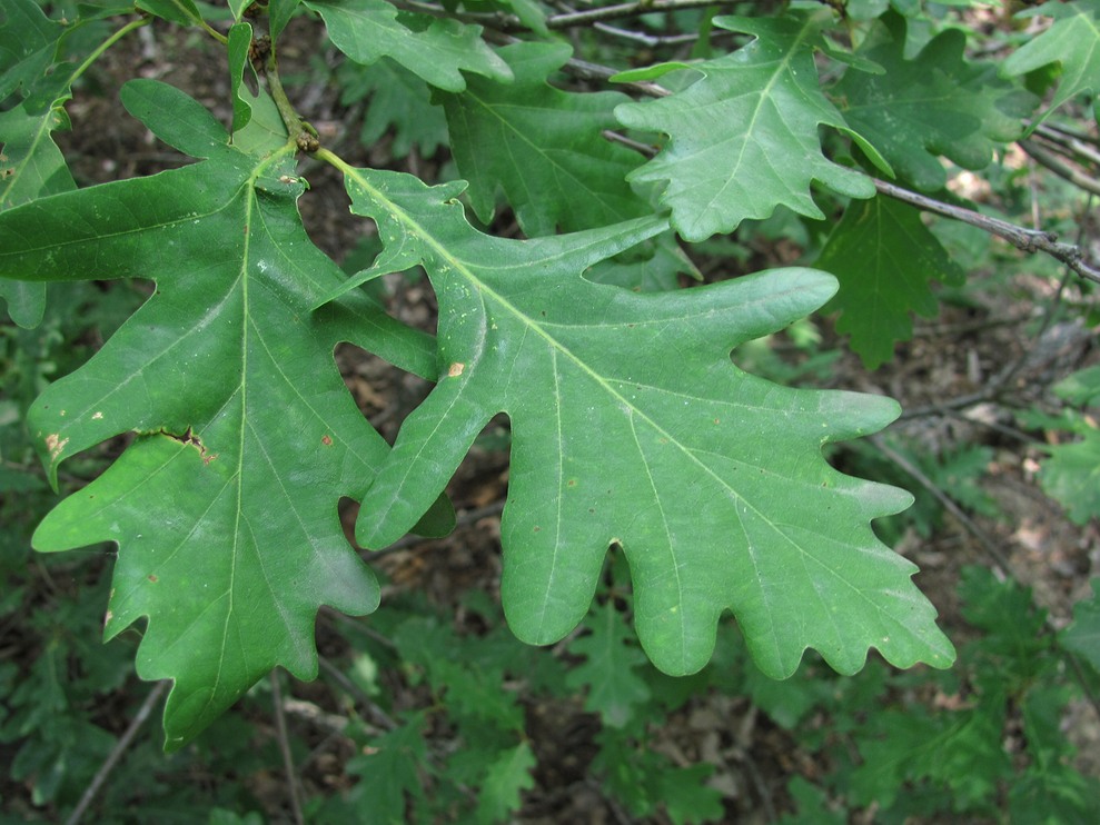 Изображение особи Quercus petraea.