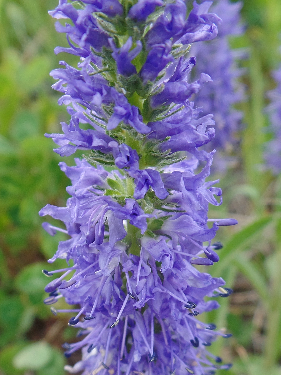 Image of Veronica porphyriana specimen.