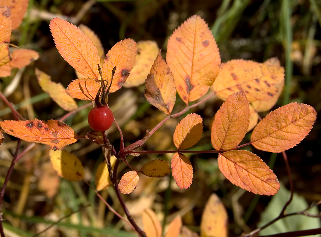 Image of Rosa cinnamomea specimen.