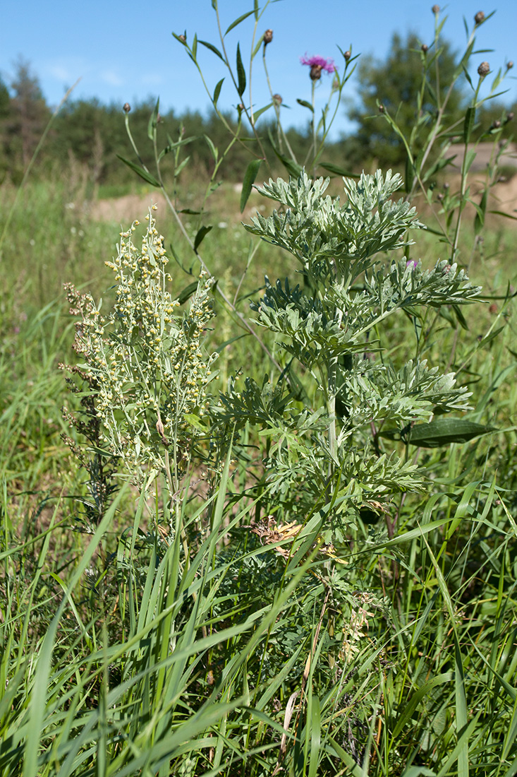 Image of Artemisia absinthium specimen.