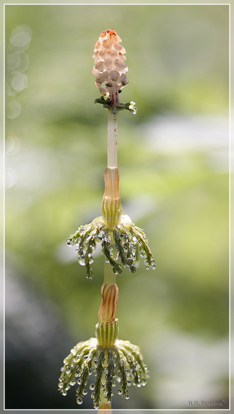 Image of Equisetum sylvaticum specimen.