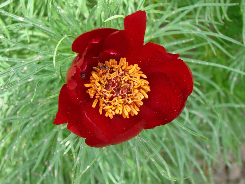 Изображение особи Paeonia tenuifolia.