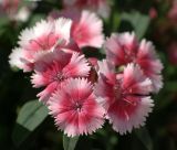 Dianthus barbatus. Цветки. Краснодарский край, г. Сочи, Дендрарий. 30.08.2009.