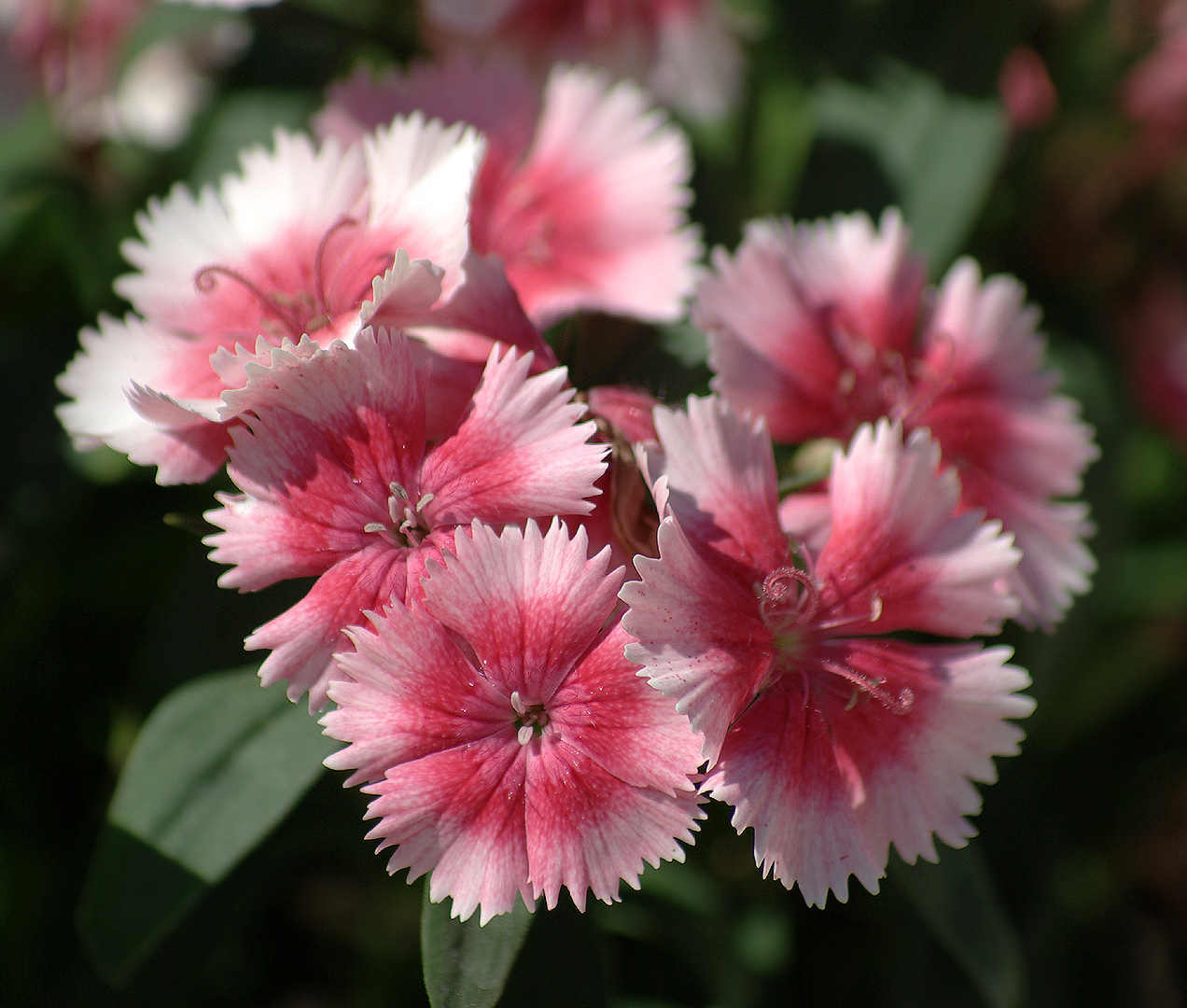 Изображение особи Dianthus barbatus.