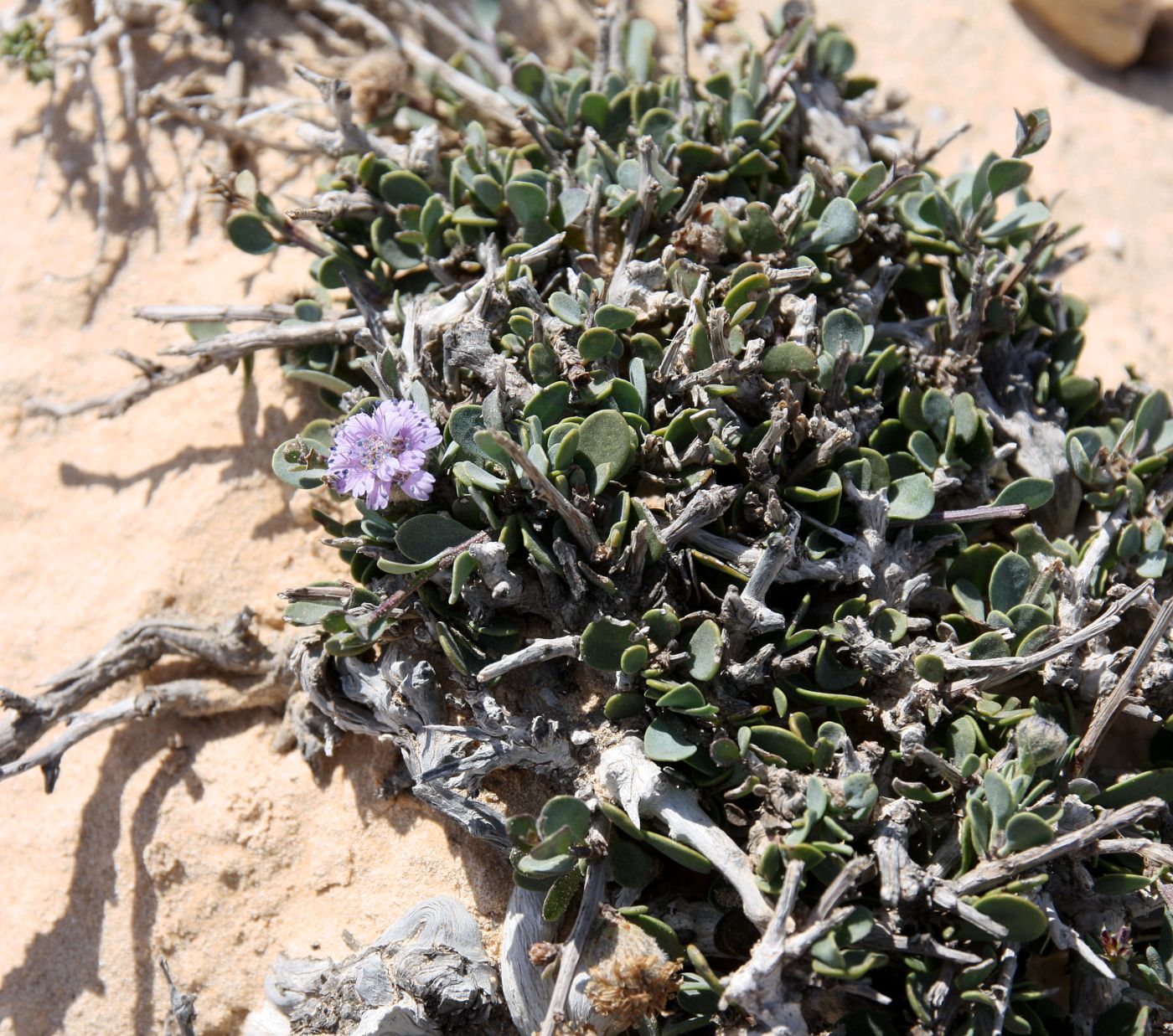 Image of Globularia arabica specimen.