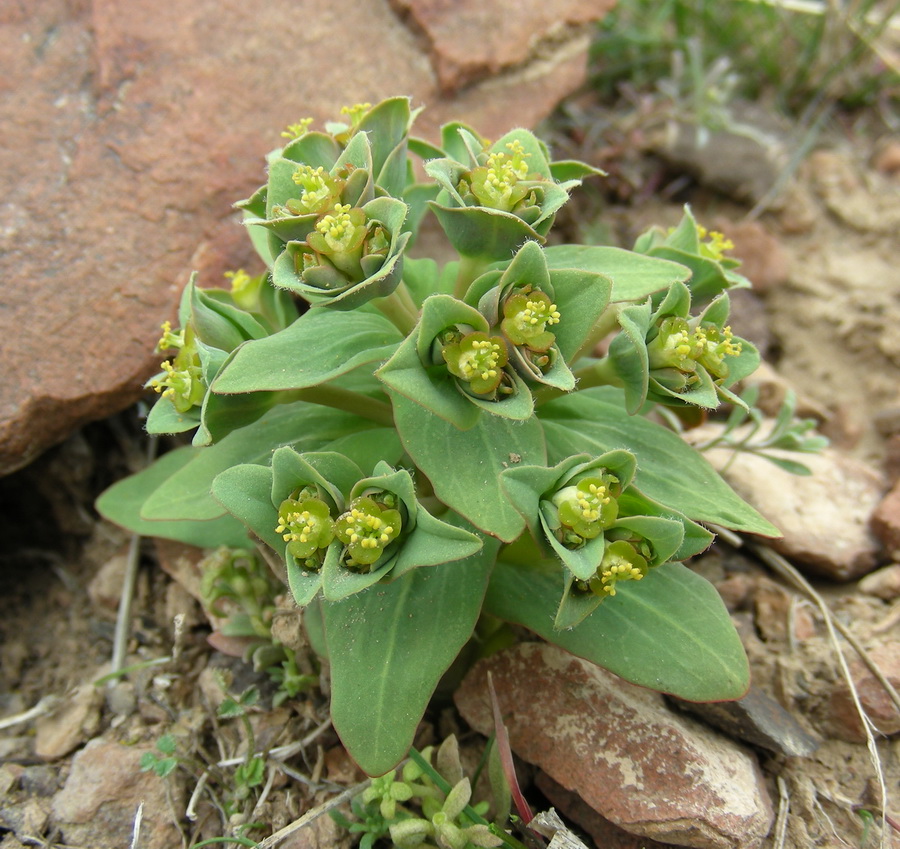 Image of Euphorbia rapulum specimen.