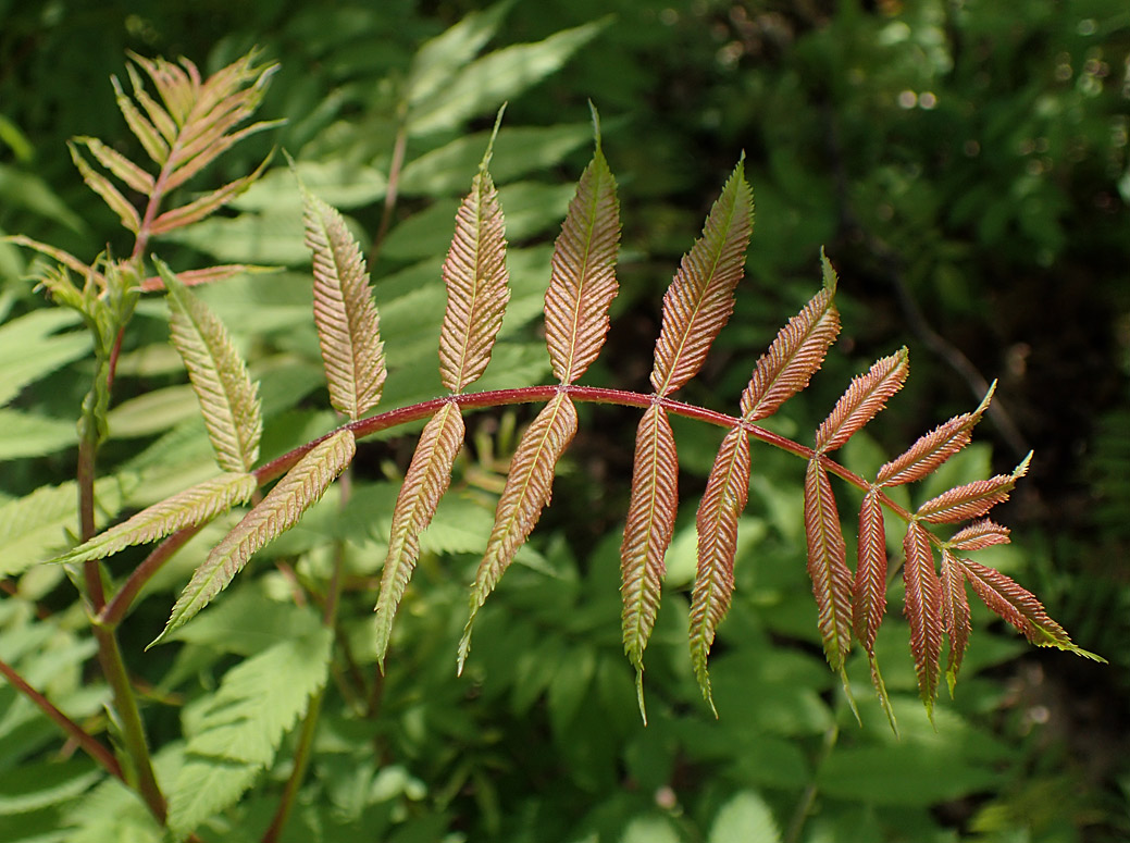 Image of Sorbaria sorbifolia specimen.