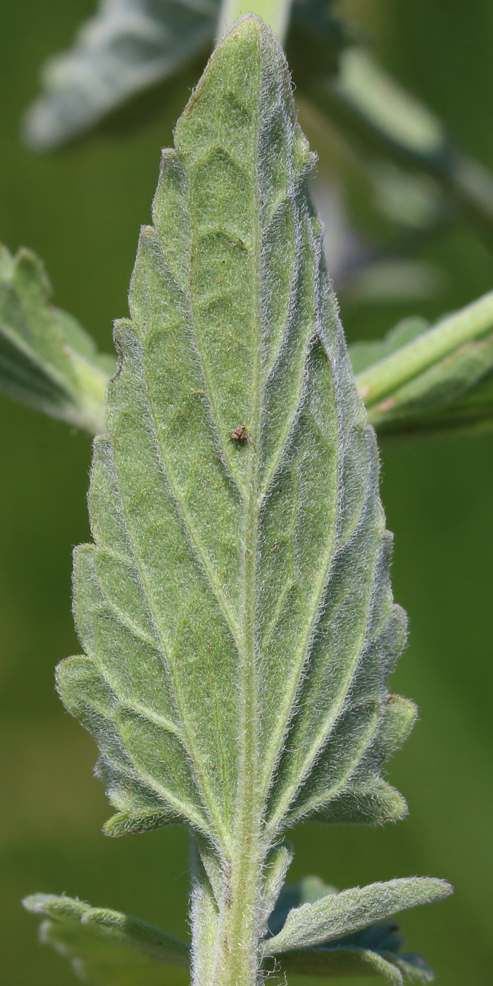 Image of Nepeta parviflora specimen.