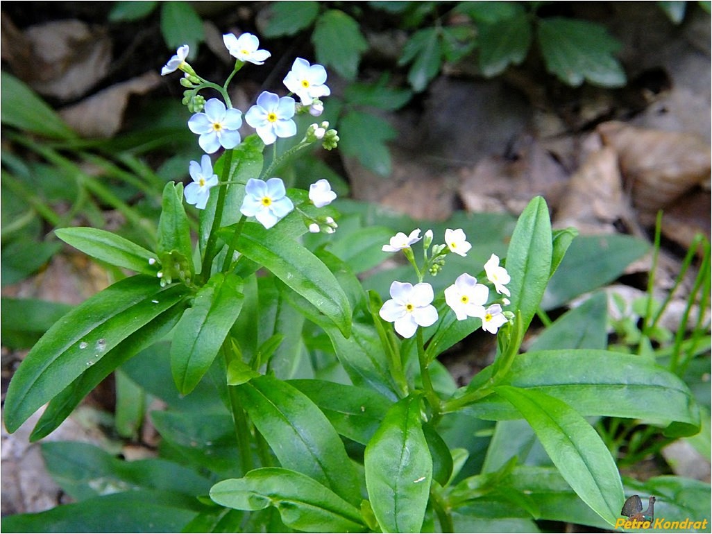 Image of Myosotis nemorosa specimen.