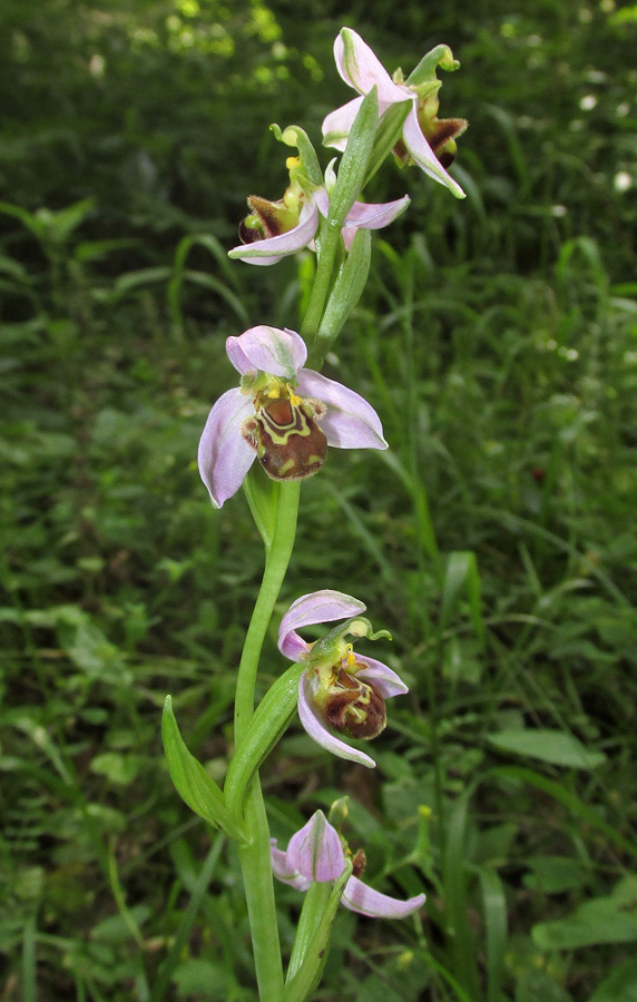 Image of Ophrys apifera specimen.