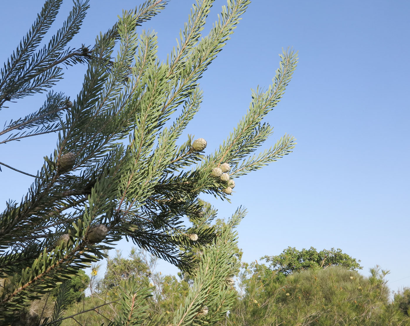 Image of Leucadendron galpinii specimen.