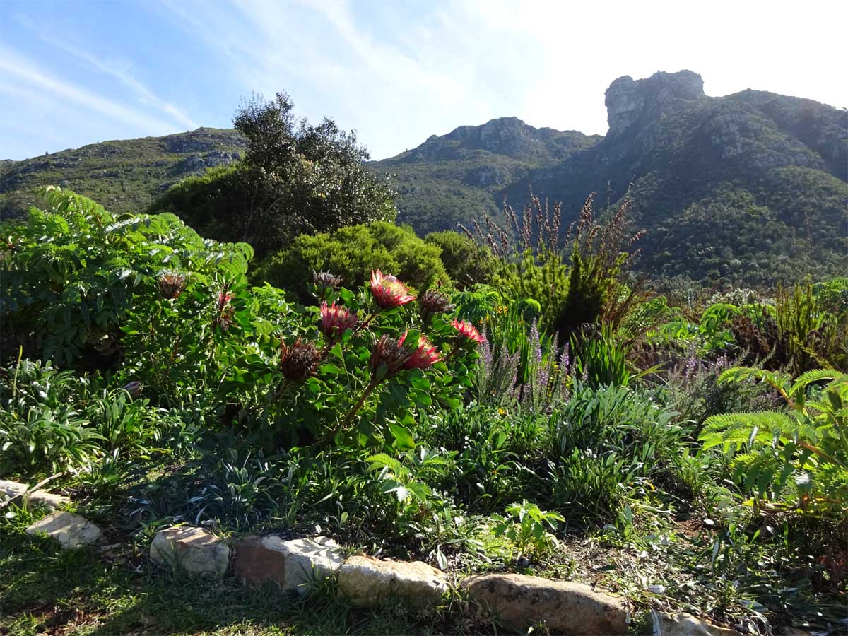 Image of Protea cynaroides specimen.