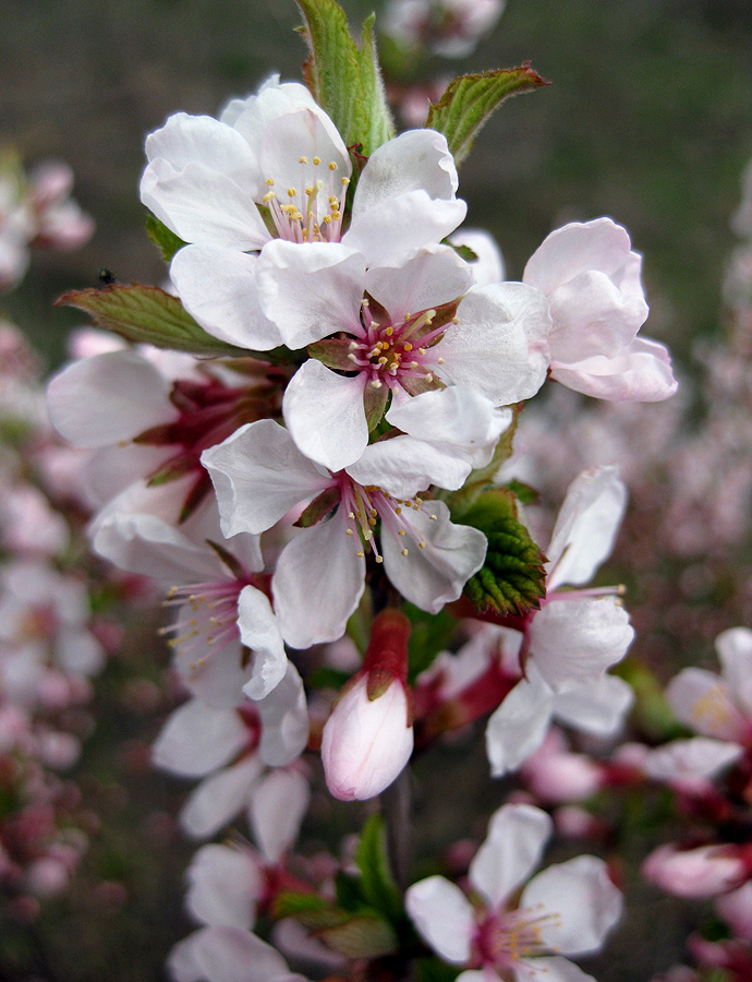 Изображение особи Cerasus tomentosa.